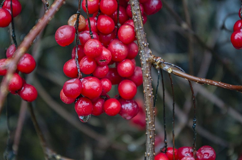 Close-up of vibrant Schisandra berries (Schisandra chinensis) hanging from a tree, glistening with water droplets after rain, showcasing their bright red color and abundance.