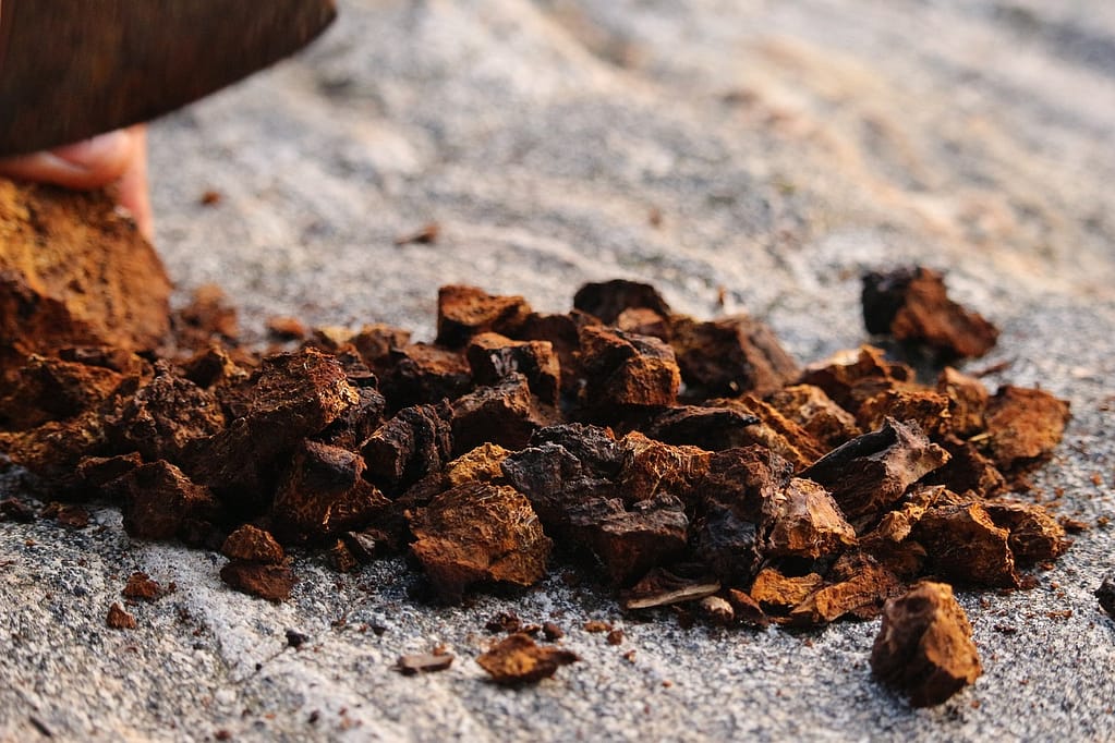 Close-up of dried Chaga mushroom chunks (Inonotus obliquus), showcasing their rough texture and earthy tones, highlighting the health benefits of this adaptogenic fungus.