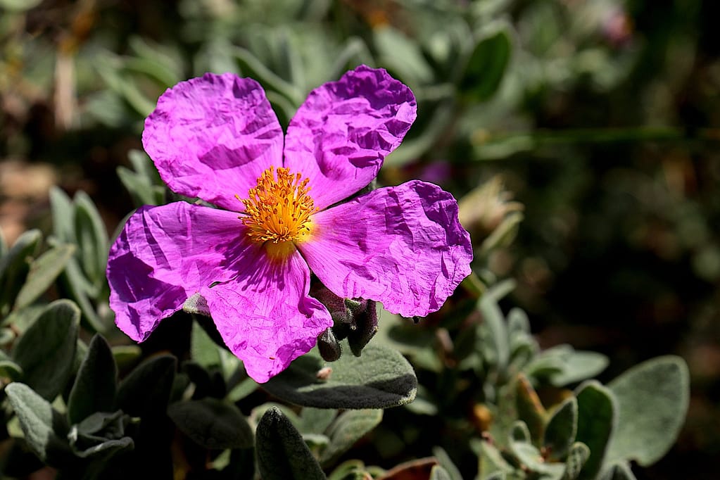 Close-up of a delicate Cistus flower (Cistus Incanus), showcasing its vibrant pink petals and intricate details, representing the unique flavors and health benefits of Cistus tea.