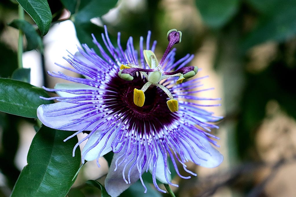 Close-up of a vibrant passion flower with intricate purple and white petals, symbolising the calming properties of Passionflower (Passiflora incarnata) tea.