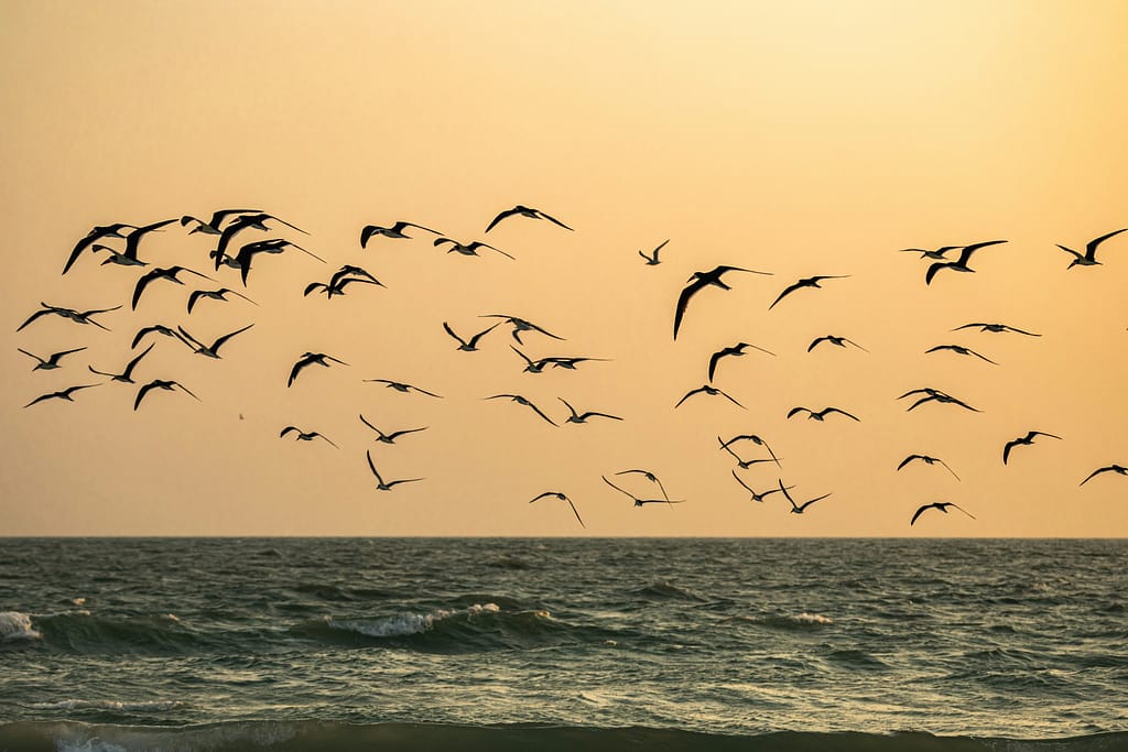 Flock of seagulls flying together against a warm sunset sky.