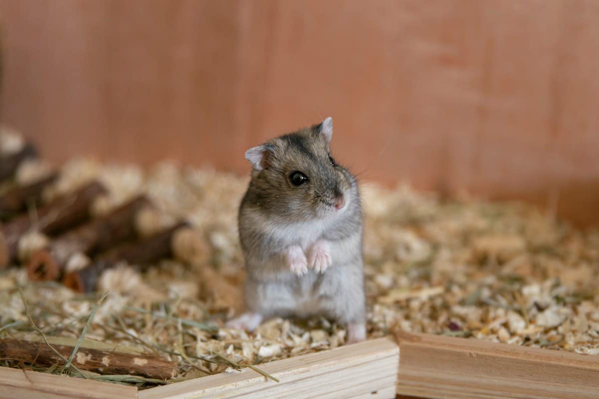 Grey dwarf hamster showing natural calm curiosity, a reminder of how animals instinctively regulate stress.